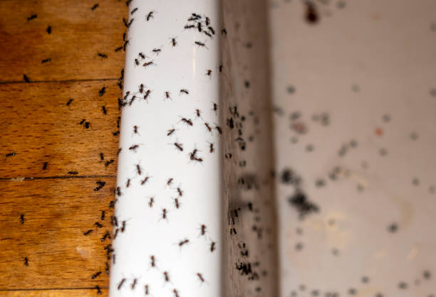Best Pest Control for Businesses  in Orlando, FL