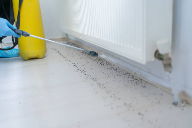 Best Termite Control Services  in Orlando, FL